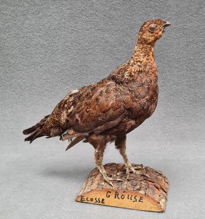 Grouse d'Ecosse naturalisé sur socle
H: 34...