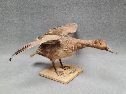 Canard Pilet femelle naturalisé sur socle
H:...