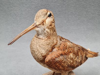 Bécassine des marais naturalisé sur socle
H:...