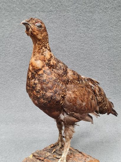 Grouse d'Ecosse naturalisé sur socle
H: 34...
