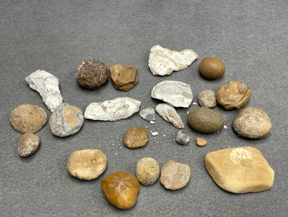 Lot de silex et fossiles. 
H. : de 1 à 8...