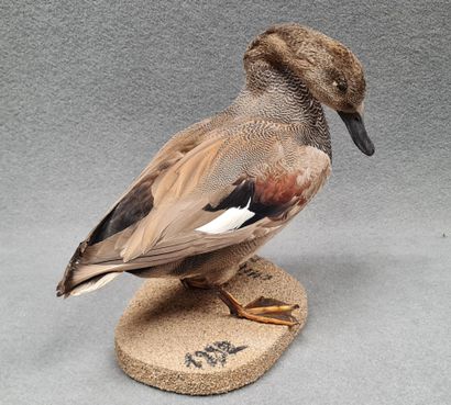 Canard Chipeau mâle naturalisé sur socle
H:...