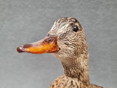 Canard Pilet femelle naturalisé sur socle
H:...