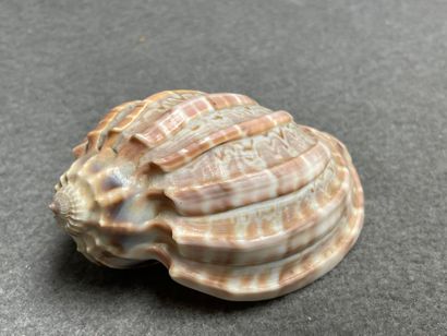 Deux cuillères en nacre et un coquillage....