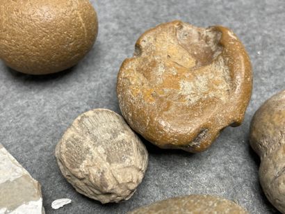 Lot de silex et fossiles. 
H. : de 1 à 8...
