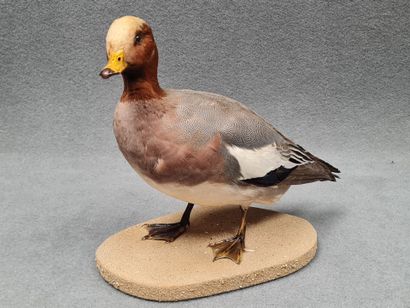 Canard Sifleur mâle naturalisé sur socle
H:...