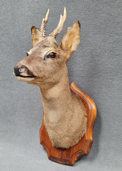Trophée de chevreuil sur médaillon bois
H:...