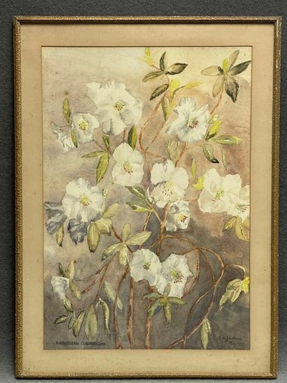 Rhododendron fragrantissima. 
Aquarelle encadrée,...