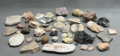Ensemble de minéraux, fossiles et de coraux....