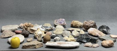 Ensemble de minéraux, fossiles et de coraux....