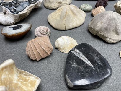 Ensemble de minéraux, fossiles et de coraux....
