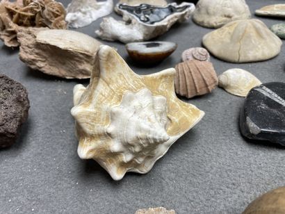 Ensemble de minéraux, fossiles et de coraux....