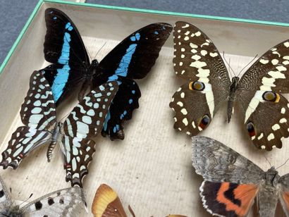 ENTOMOLOGIE - Lépidoptères exotiques et paléarctiques,...