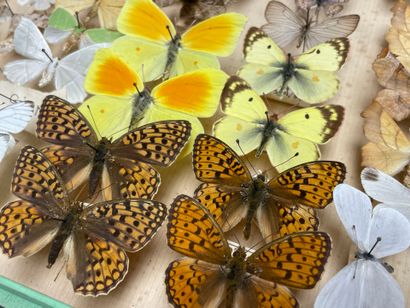 ENTOMOLOGIE - Lépidoptères exotiques et paléarctiques,...