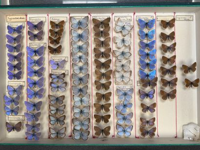 ENTOMOLOGIE - Rhopalocères paléarctiques...
