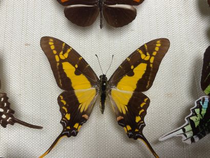 ENTOMOLOGIE - Lépidoptères exotiques et paléarctiques,...