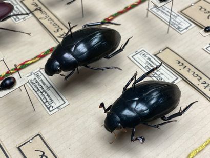ENTOMOLOGIE - Coléoptères paléarctiques dont...