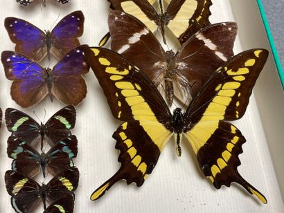 ENTOMOLOGIE - Lépidoptères exotiques et paléarctiques,...
