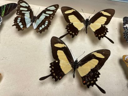 ENTOMOLOGIE - Lépidoptères exotiques et paléarctiques,...