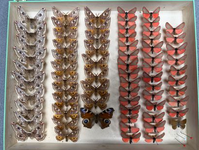 ENTOMOLOGIE - Hétérocères paléarctiques et...