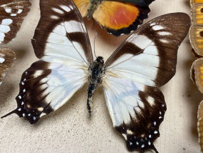 ENTOMOLOGIE - Lépidoptères exotiques et paléarctiques,...