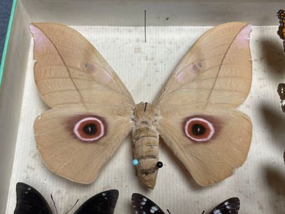 ENTOMOLOGIE - Lépidoptères exotiques et paléarctiques,...
