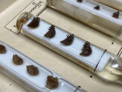 ENTOMOLOGIE - Montages entomologiques anciens,...