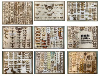 ENTOMOLOGIE - Hétérocères paléarctiques et...