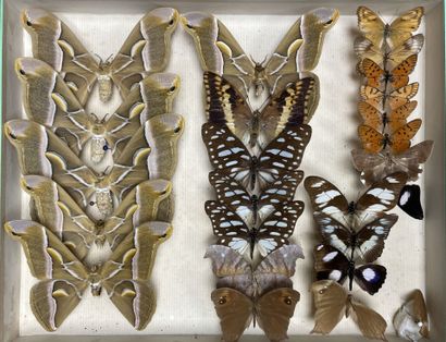 ENTOMOLOGIE - Lépidoptères exotiques et paléarctiques,...