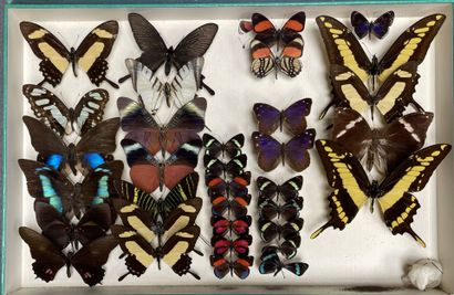 ENTOMOLOGIE - Lépidoptères exotiques et paléarctiques,...