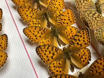 ENTOMOLOGIE - Rhopalocères paléarctiques...
