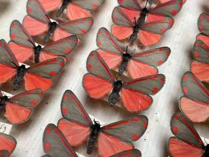 ENTOMOLOGIE - Hétérocères paléarctiques et...