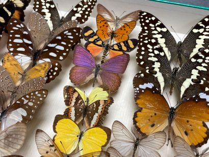 ENTOMOLOGIE - Lépidoptères exotiques et paléarctiques,...