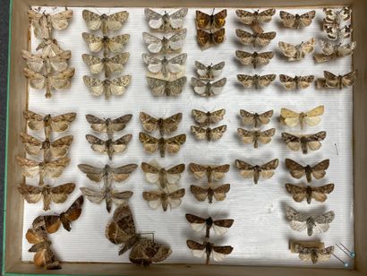 ENTOMOLOGIE - Hétérocères paléarctiques et...