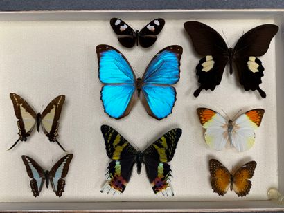 ENTOMOLOGIE - Lépidoptères exotiques dont...