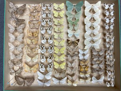 ENTOMOLOGIE - Hétérocères paléarctiques et...