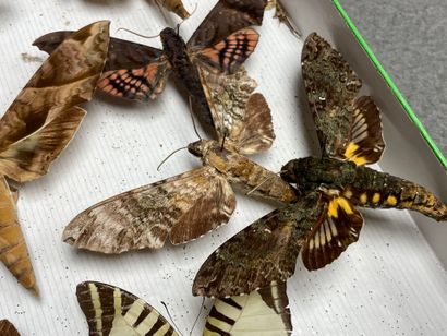 ENTOMOLOGIE - Hétérocères paléarctiques Sphingidae...