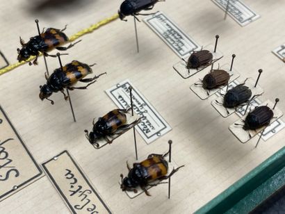 ENTOMOLOGIE - Coléoptères paléarctiques dont...