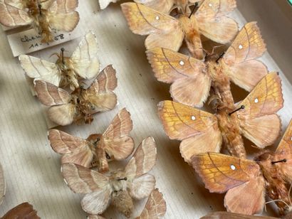 ENTOMOLOGIE - Hétérocères paléarctiques et...