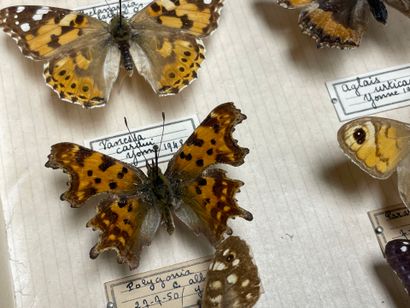 ENTOMOLOGIE - Rhopalocères paléarctiques...