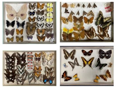 ENTOMOLOGIE - Lépidoptères exotiques et paléarctiques,...