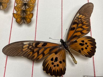 ENTOMOLOGIE - Rhopalocères paléarctiques...