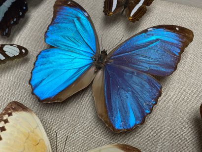 ENTOMOLOGIE - Lépidoptères exotiques dont...