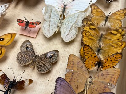 ENTOMOLOGIE - Lépidoptères exotiques et paléarctiques,...