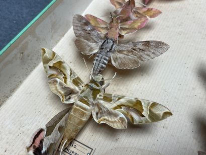 ENTOMOLOGIE - Hétérocères paléarctiques Sphingidae...