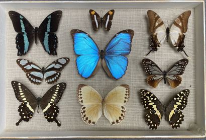 ENTOMOLOGIE - Lépidoptères exotiques dont...