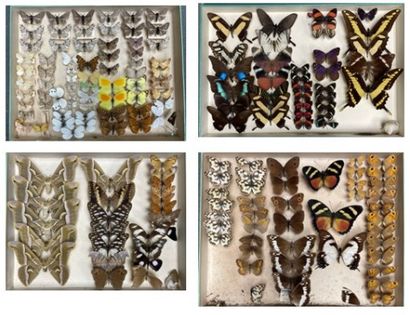 ENTOMOLOGIE - Lépidoptères exotiques et paléarctiques,...