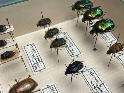 ENTOMOLOGIE - Coléoptères paléarctiques dont...
