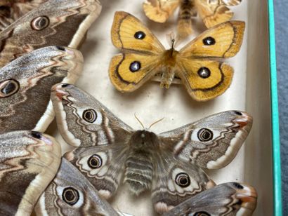ENTOMOLOGIE - Hétérocères paléarctiques et...