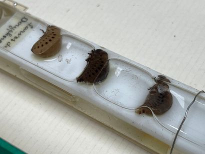 ENTOMOLOGIE - Montages entomologiques anciens,...